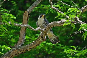 Peregrine Falcon Aobayama Park Sun, 5/12/2024