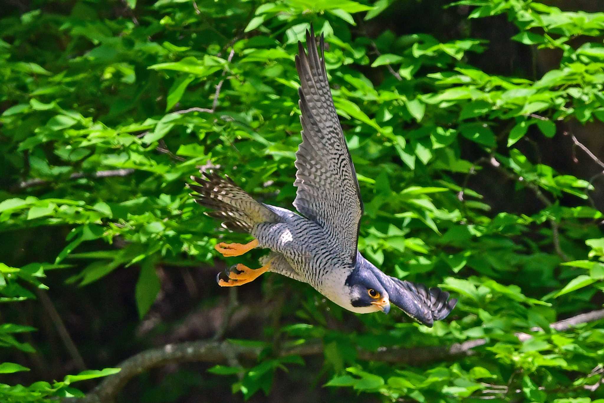 青葉山公園 ハヤブサの写真 by Keiichi TAKEDA