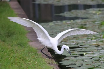 ダイサギ 水元公園 2024年5月12日(日)