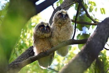 Long-eared Owl Watarase Yusuichi (Wetland) Fri, 5/10/2024