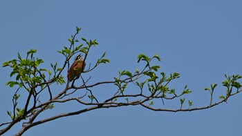 ホオジロ 馬見丘陵公園 2024年5月3日(金)