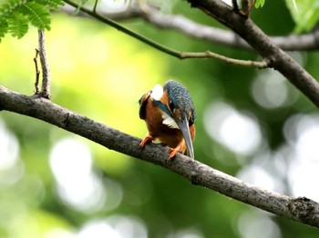 Common Kingfisher ギャザリアビオガーデン　フジクラ木場千年の森 Sun, 5/12/2024