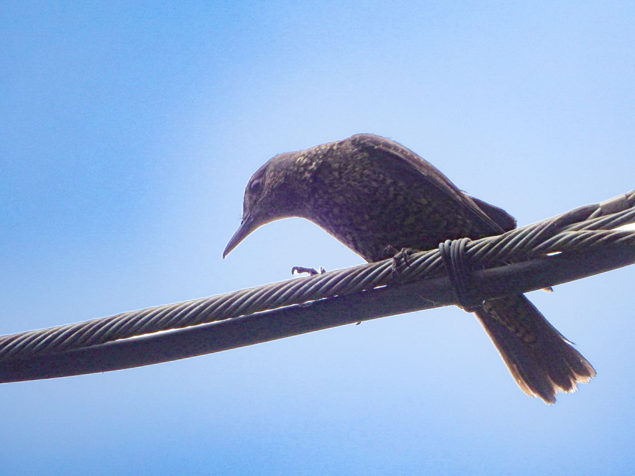 Blue Rock Thrush