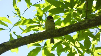 Varied Tit 大和民俗公園 Sat, 5/11/2024