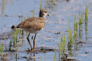 ケリ 浮島ヶ原自然公園 2024年5月11日(土)