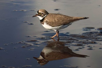 Little Ringed Plover 浮島ヶ原自然公園 Sat, 5/11/2024