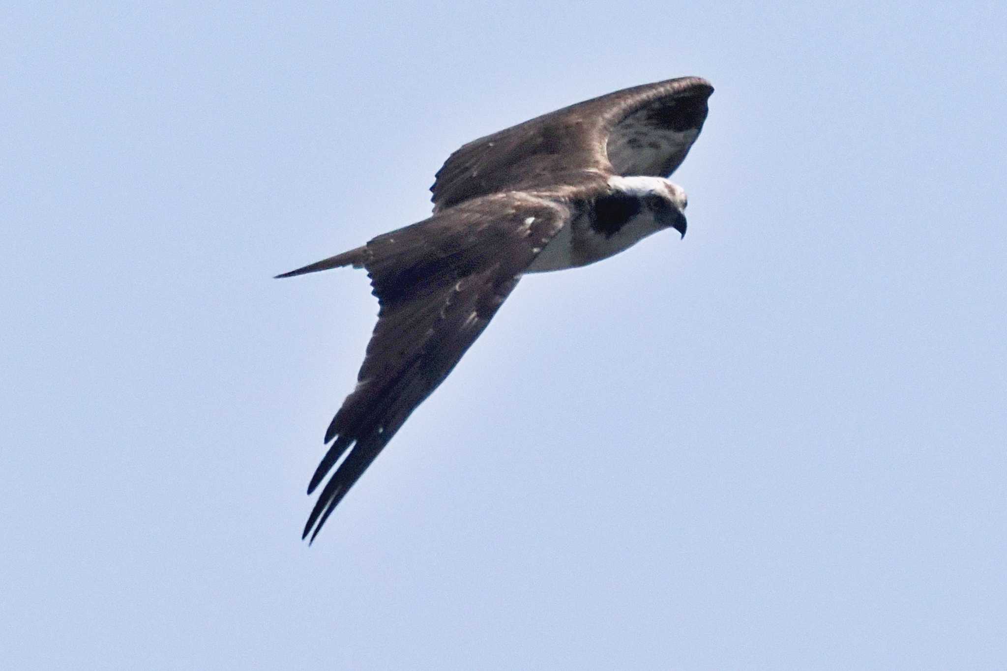 Photo of Osprey at Mishima Island by 藤原奏冥