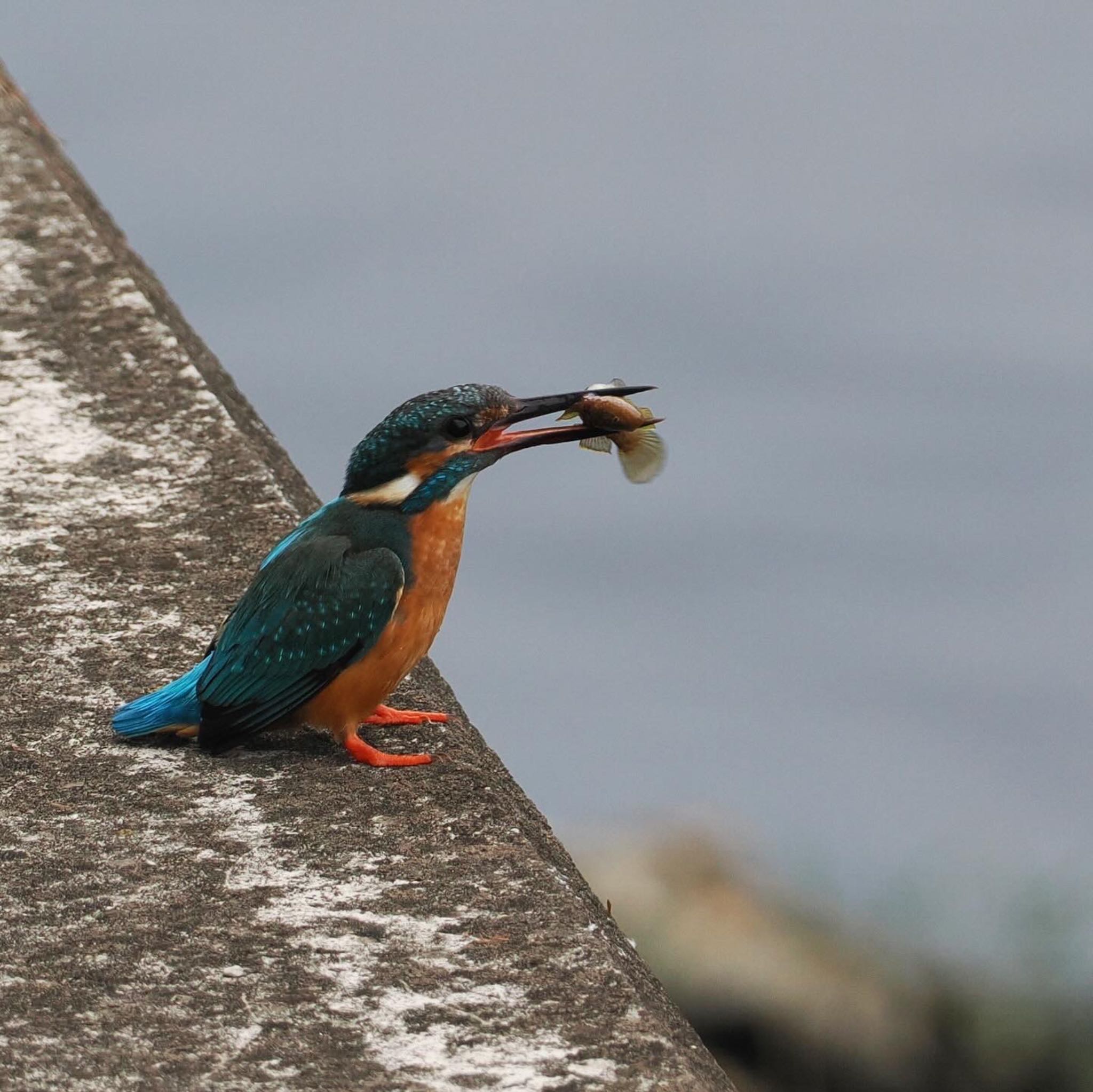 Photo of Common Kingfisher at 引地川親水公園 by ちょこり