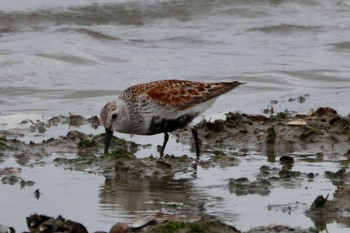 Dunlin 藤前 Sun, 5/12/2024