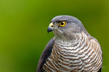 2024年5月12日(日) 近所の野鳥観察記録