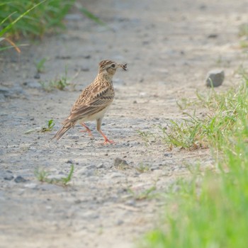 Eurasian Skylark Akigase Park Mon, 4/29/2024