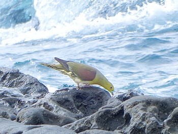 2024年5月12日(日) 大磯照ヶ崎海岸の野鳥観察記録