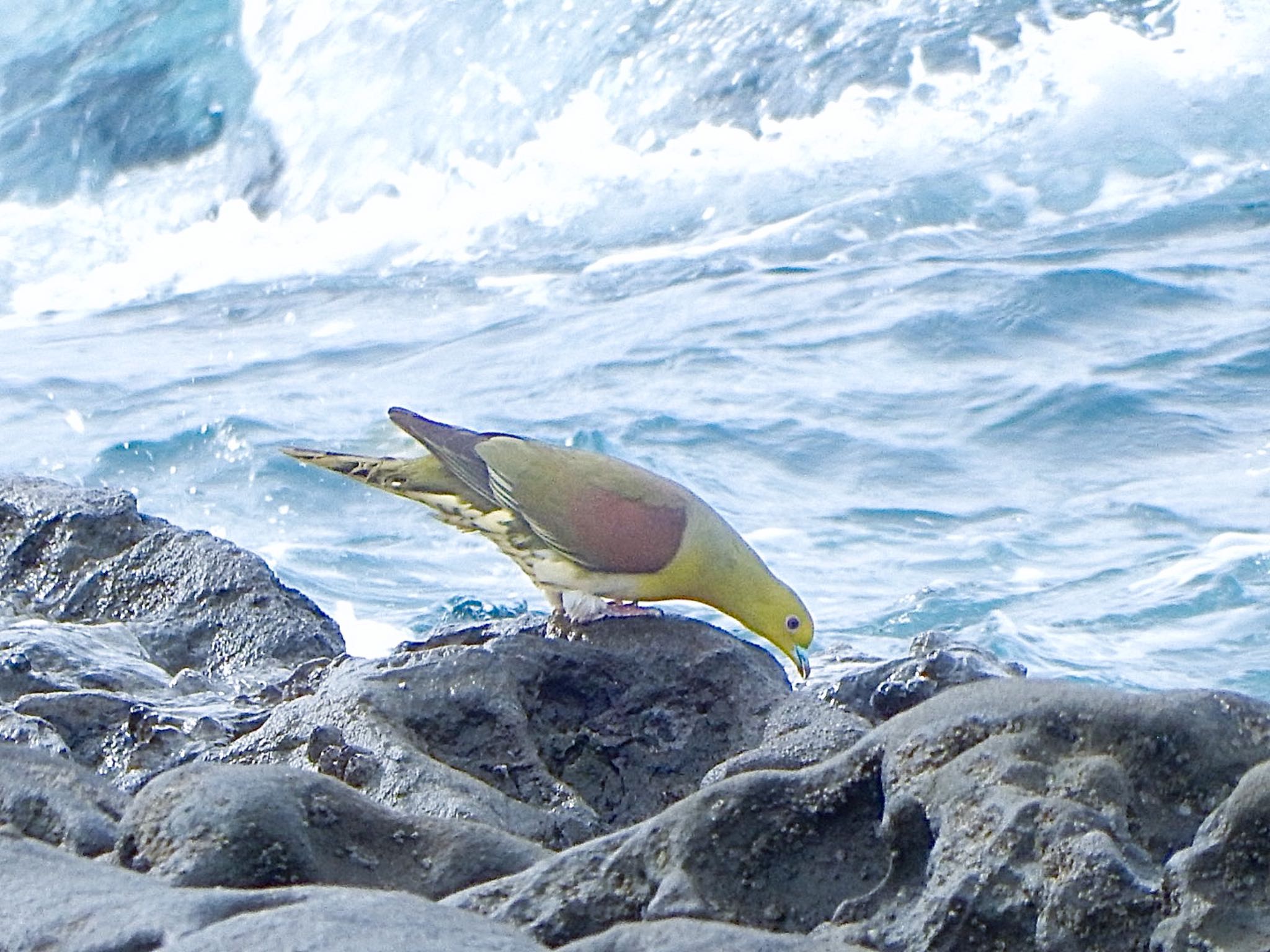 White-bellied Green Pigeon