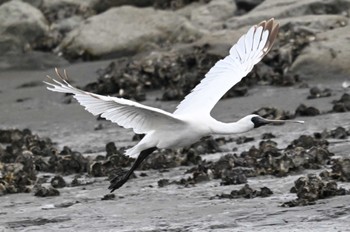 2024年5月12日(日) 葛西臨海公園の野鳥観察記録