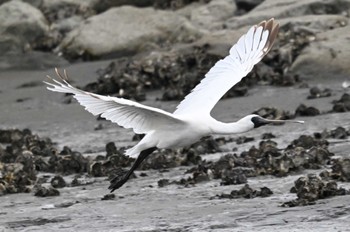 Black-faced Spoonbill Kasai Rinkai Park Sun, 5/12/2024