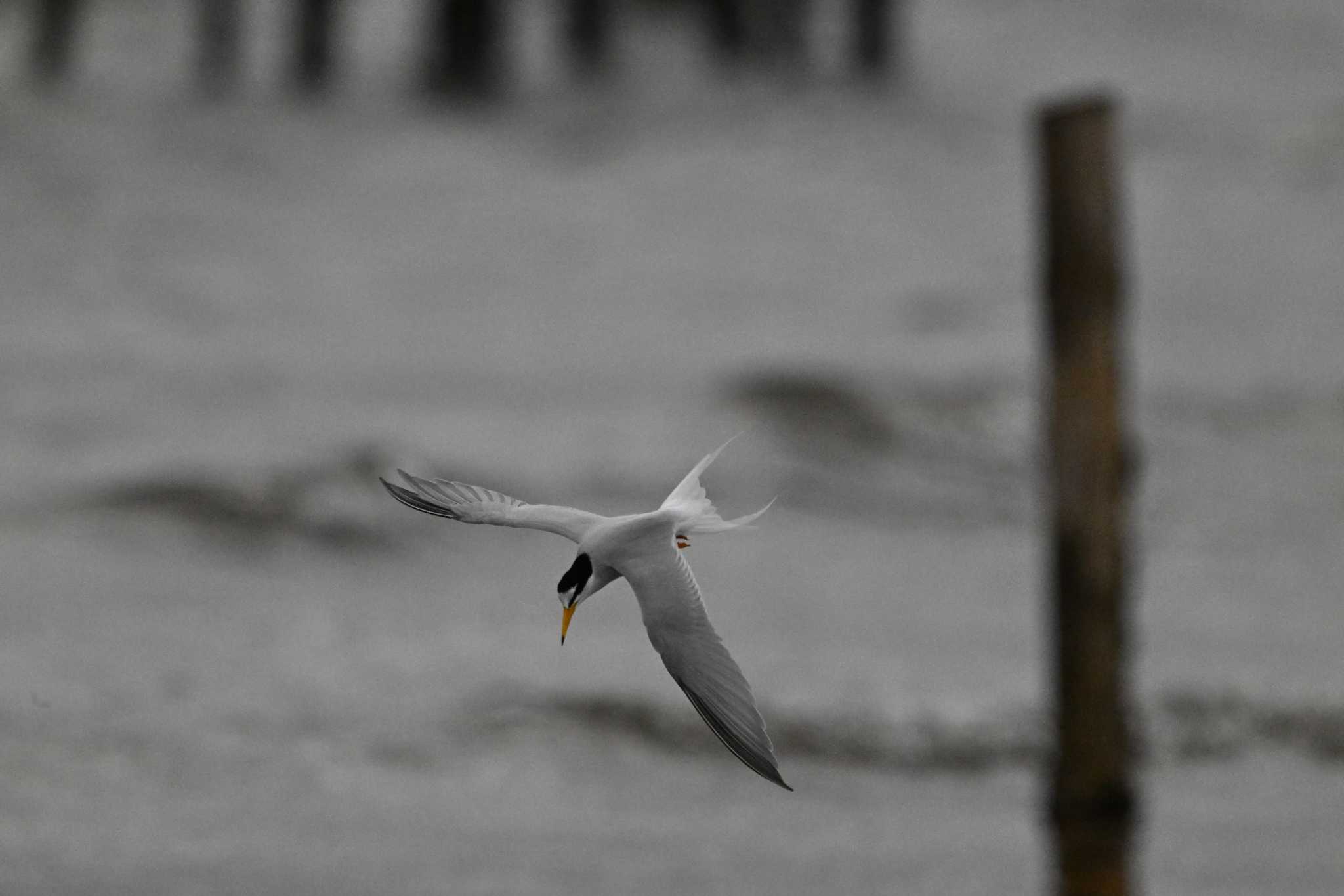 Little Tern