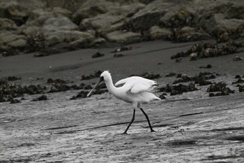 Black-faced Spoonbill Kasai Rinkai Park Sun, 5/12/2024