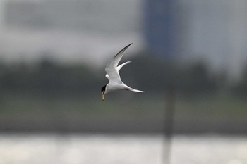 Little Tern Kasai Rinkai Park Sun, 5/12/2024