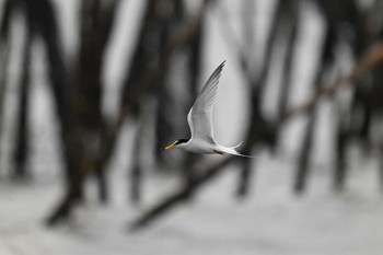 Little Tern Kasai Rinkai Park Sun, 5/12/2024