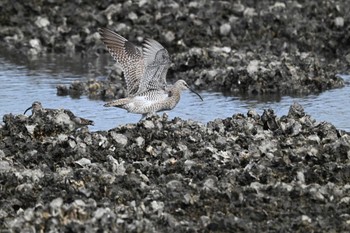 Eurasian Whimbrel Kasai Rinkai Park Sun, 5/12/2024