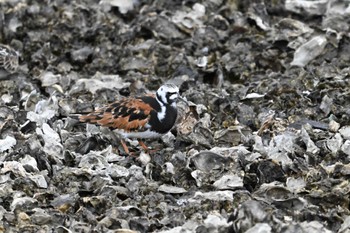 Ruddy Turnstone Kasai Rinkai Park Sun, 5/12/2024