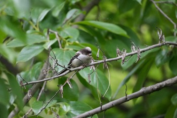 2024年5月12日(日) 東京都調布市の野鳥観察記録