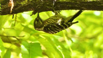 Japanese Pygmy Woodpecker 大和民俗公園 Sat, 5/11/2024