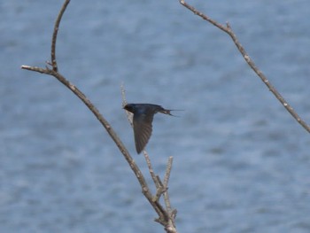 Barn Swallow Izunuma Wed, 5/8/2024