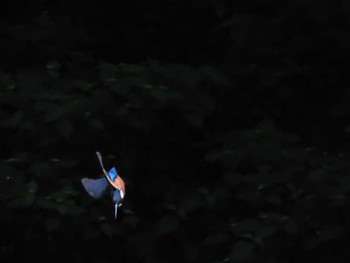 Common Kingfisher Machida Yakushiike Park Sun, 5/12/2024