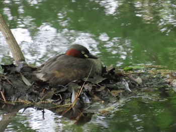 Little Grebe Machida Yakushiike Park Sun, 5/12/2024