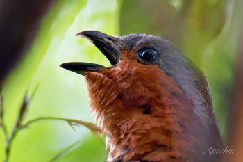 2024年5月12日(日) 陣ヶ下渓谷の野鳥観察記録