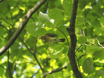 Blue-and-white Flycatcher 日向渓谷 Sat, 5/11/2024