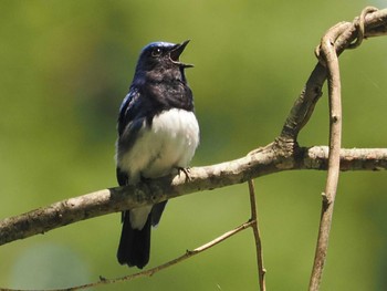 Blue-and-white Flycatcher 日向渓谷 Sat, 5/11/2024