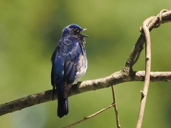 Blue-and-white Flycatcher 日向渓谷 Sat, 5/11/2024