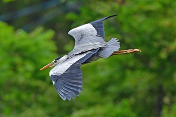 Grey Heron Aobayama Park Sun, 5/12/2024