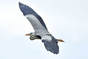 Grey Heron Aobayama Park Sun, 5/12/2024