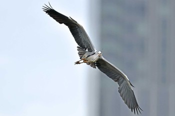 Grey Heron Aobayama Park Sun, 5/12/2024