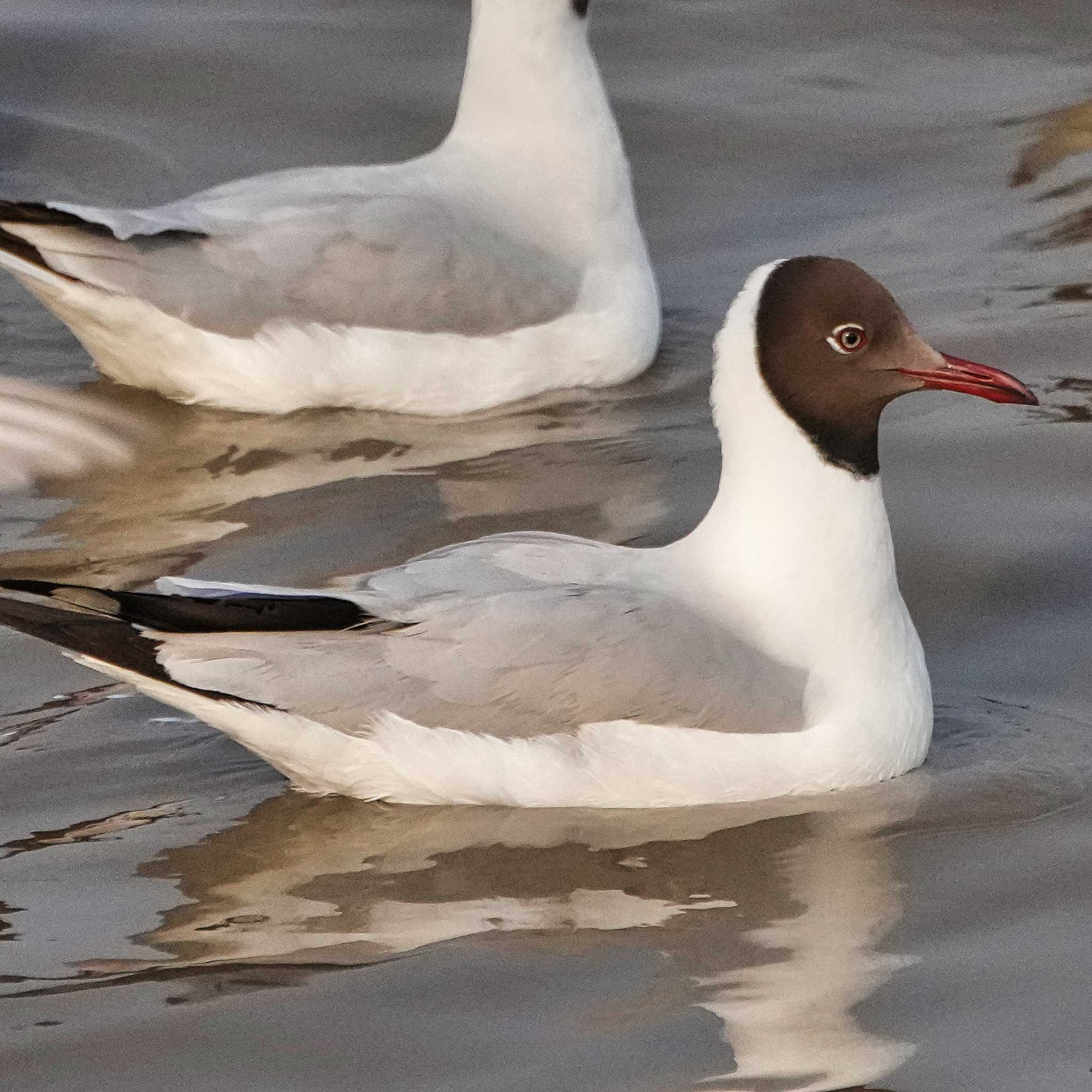 Brown-headed Gull