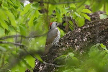 Japanese Green Woodpecker 伊香保森林公園 Sun, 5/12/2024