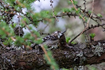 Japanese Pygmy Woodpecker 軽井沢 Sun, 4/28/2024