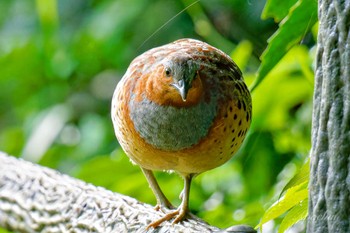 2024年5月12日(日) こども自然公園 (大池公園/横浜市)の野鳥観察記録