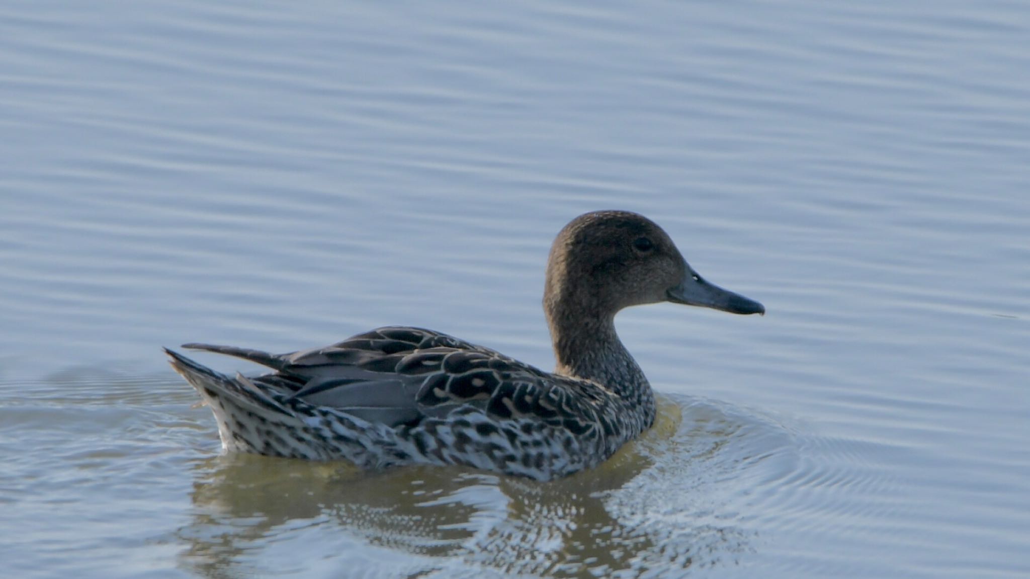 Photo of Northern Pintail at 磐田大池 by Taka Eri