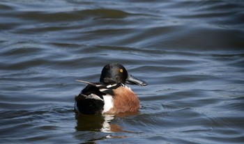 Northern Shoveler 磐田大池 Sat, 5/4/2024