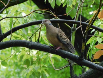 キジバト 平和の森公園、妙正寺川 2024年5月13日(月)