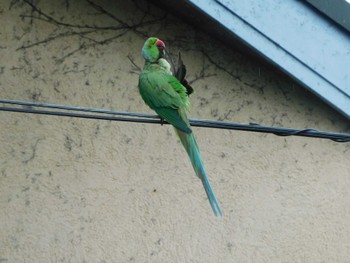 ワカケホンセイインコ 平和の森公園、妙正寺川 2024年5月13日(月)