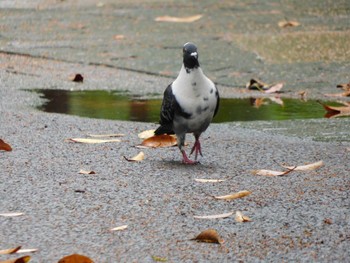 Mon, 5/13/2024 Birding report at 平和の森公園、妙正寺川