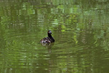 Little Grebe 大和民俗公園 Sat, 5/11/2024