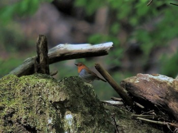 Japanese Robin 金沢林道 Sun, 4/23/2017