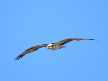 Osprey Izunuma Wed, 5/8/2024