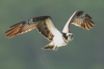 Osprey 宮城県 Fri, 5/3/2024